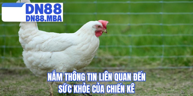 Nắm thông tin liên quan đến sức khỏe của chiến kê