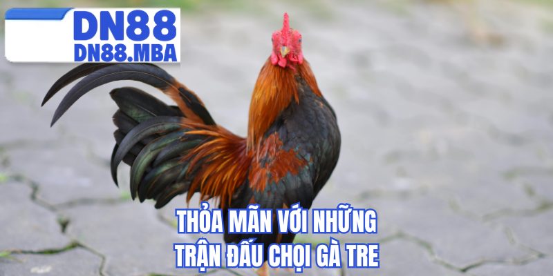 Thỏa mãn với những trận đấu chọi gà tre