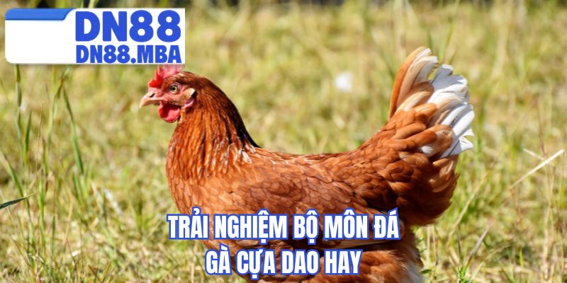 Trải nghiệm bộ môn đá gà cựa dao hay